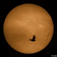 Bird transiting the Sun